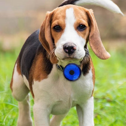 chien dans l'herbe avec collier lumineux pour chien bleu