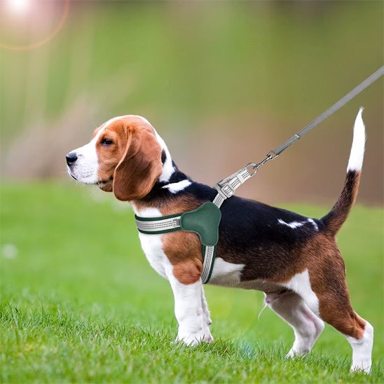 chien dans l'herbe avec harnais chien vert