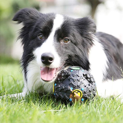 chien dans l'herbe avec son jouet pour chien Balle Os
