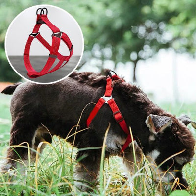 chien dans l'herbe en Harnais pour chien nomade rouge et encart