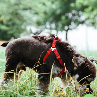 chien dans l'herbe en Harnais pour chien nomade rouge