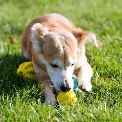 chien dans l'herbe qui joue avec sa balle pour chien BaseDog  jaune 