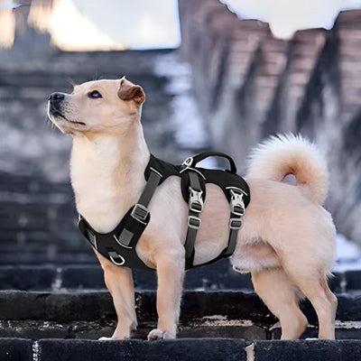 chien de bout avec Harnais pour chien Evasion noir