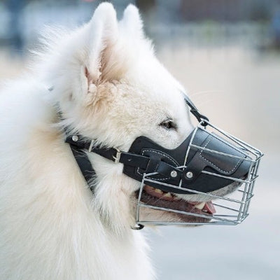 chien de profil en muselière chien MuseControl noir
