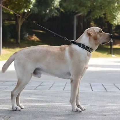  chien debout avec collier pour chien  cloute noir et encart collier