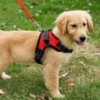 chien debout avec harnais canicross Atlas