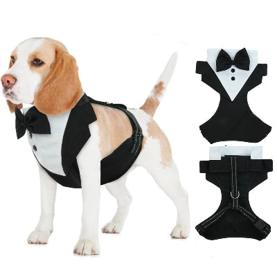 chien debout avec harnais chien smoking et encart costume