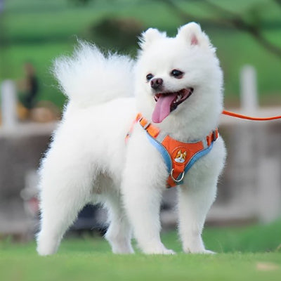 chien debout avec Harnais pour chien  Douce Patte orange 