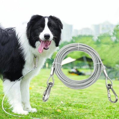 chien debout en laisse chien et encart