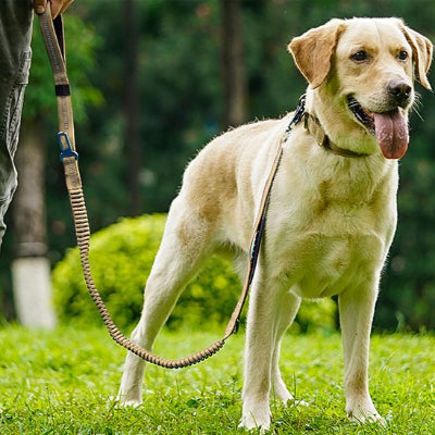 chien debout en laisse pour chien