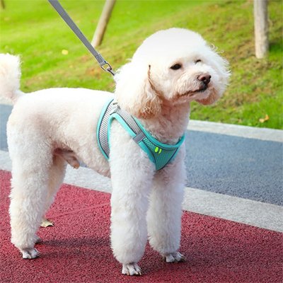 Chien debout harnais pour petit Chien Douceur rose