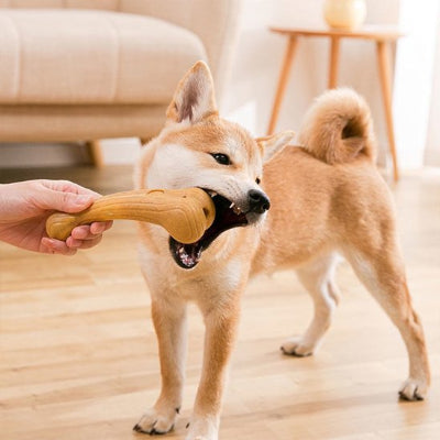chien debout jouant avec son Jouet chien Nordik forme os