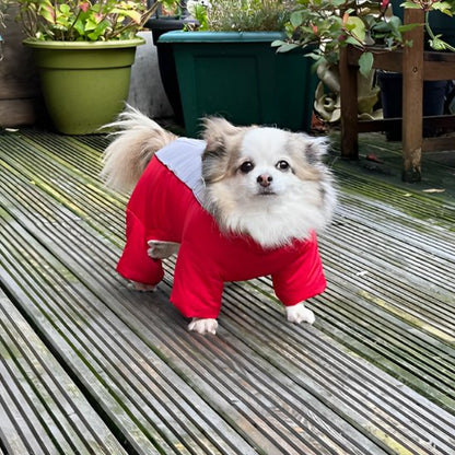 chien debout sur une terrasse en manteaux pour chien Look Hiver rouge