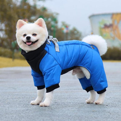 Chien dehors en manteau chien Réconfort bleu