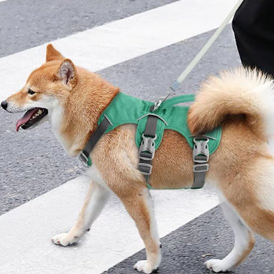 chien en balade avec Harnais pour chien Evasion vert