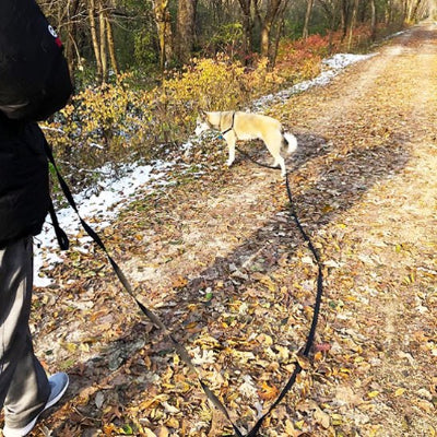 chien en balade dans la forêt en longe pour chien Plein Air Noir avec son maitre