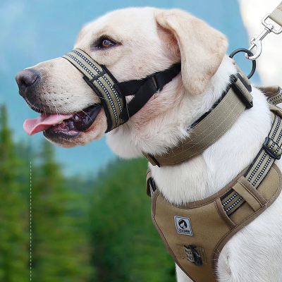 chien en balade en forêt avec muselière Couvre bouche kaki