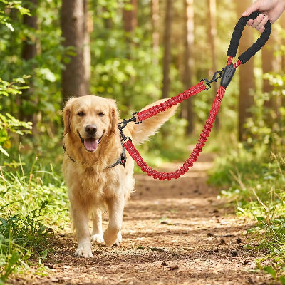 chien en balade en laisse anti-enchevêtrement rouge