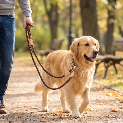 chien en balade en laisse double pour chien liberty marron