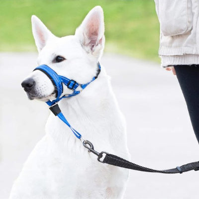 Chien en balade en muselière chien​ Promenade Sereine Bleu
