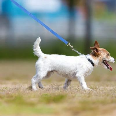 Chien en ballade en longe pour chien bleu Plein Air 