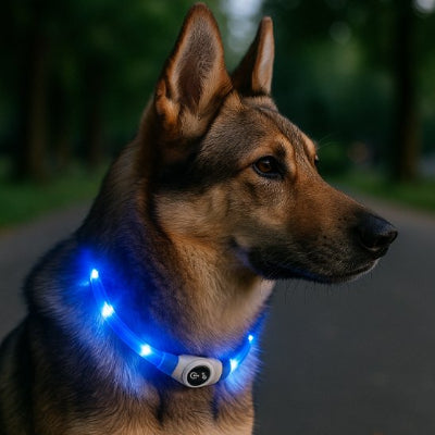 chien en forêt avec collier lumineux chien bleu