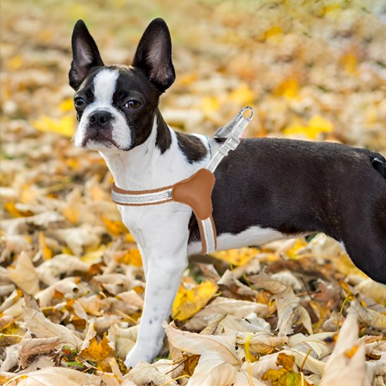 chien en forêt avec harnais chien Lily marron