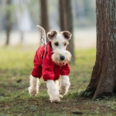 Chien en forêt en imperméable pour chien​ Ecran pluie rouge