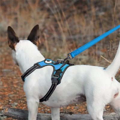 chien en forêt en laisse chien bleue
