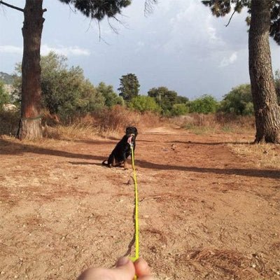 chien en foret en laisse pour chien UltraGrip jaune