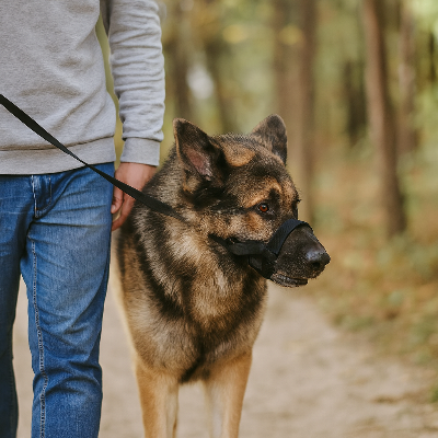 chien en forêt en muselière Couvre bouche noir avec son maitre