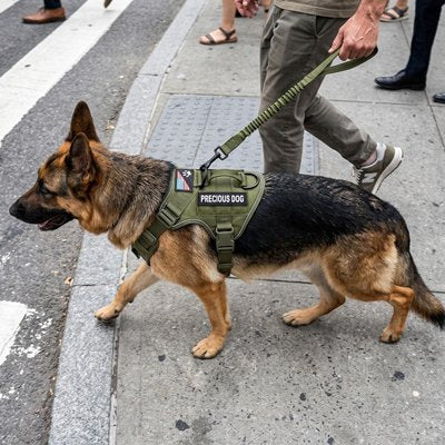 Chien en harnais chien Sentinelle vert armée avec son maitre en ville
