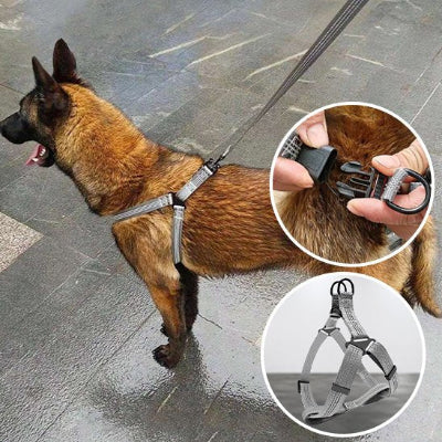 chien en Harnais pour chien Nomade  noir et encart