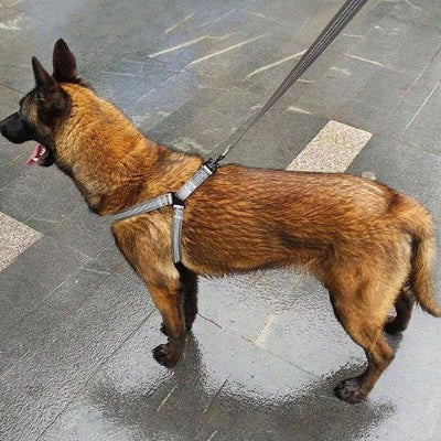 chien en Harnais pour chien Nomade  noir