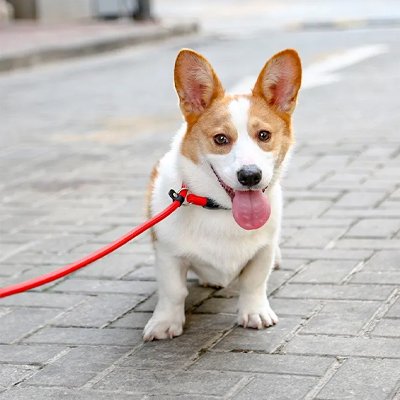 chien en laisse avec collier pour chien orange