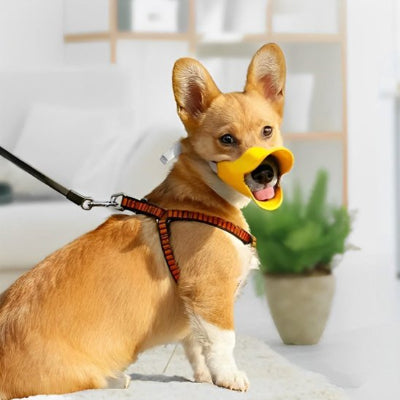 chien en laisse avec muselière petit chien Canard jaune