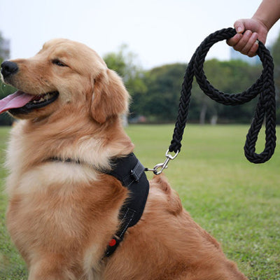 chien en laisse pour chien assis
