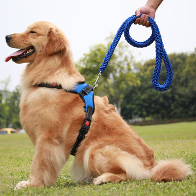 chien en laisse pour chien bleue et noire assis