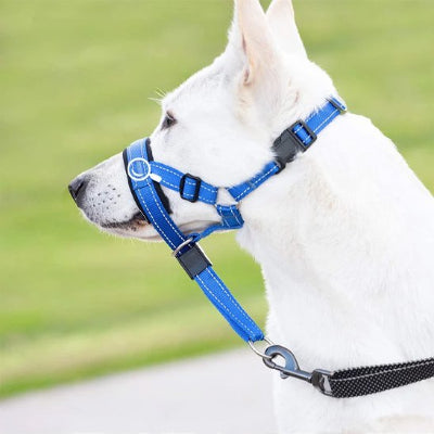 chien en muselière chien​ Promenade Sereine Bleu