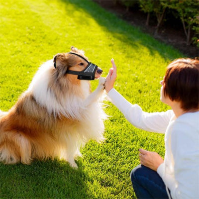 chien en muselière pour chien Ventis noir avec sa maitresse