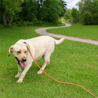chien en promenade au parc avec Longe chien Cani Lien Orange