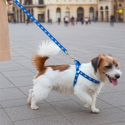 chien en promenade  avec canicross harnais Balade bleu