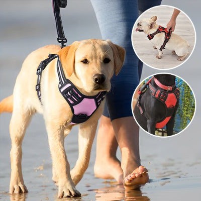 chien en promenade avec Harnais pour chien  easywalk rose et encart