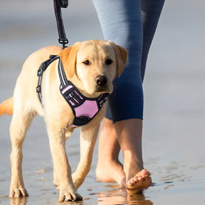 chien en promenade avec Harnais pour chien  easywalk rose 