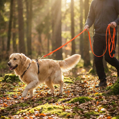 chien en promenade avec longe pour chien Balade canine orange en foret avec son maitre