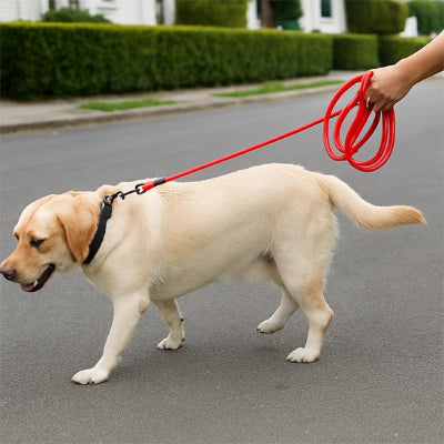chien en promenade dans la rue avec Longe chien Cani Lien Orange
