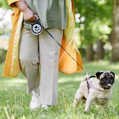 chien en promenade en laisse pour chien avec femme en manteau jaune