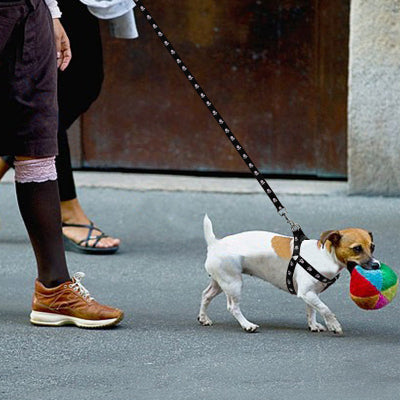 chien en ville  avec canicross harnais Balade noir