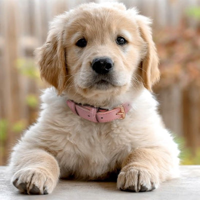 chien espiègle avec collier cuir pour chien rose