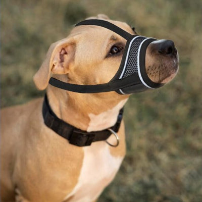 chien gentil en muselière pour chien Ventis noir